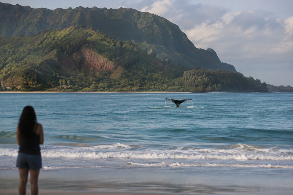 Whale fluke rising above calm turquoise water near a distant headland