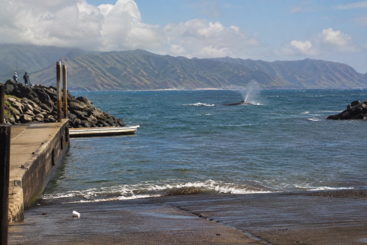 Humpback whale surfacing in open ocean near a distant Kauai shoreline