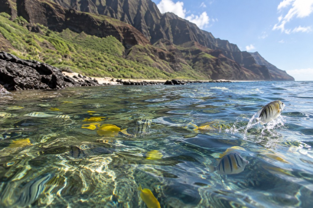 A coral reef in clear shallow water with tropical fish swimming near the surface