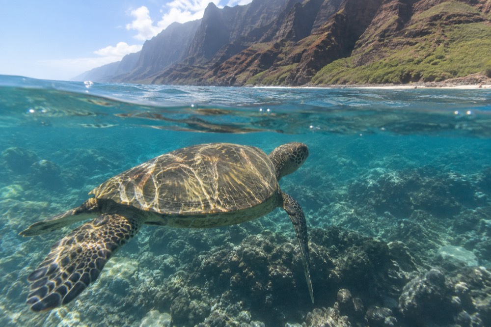 A green sea turtle swimming over a shallow coral reef in clear water