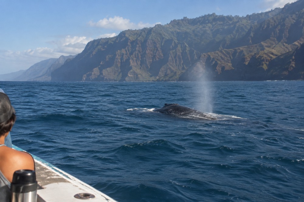 A humpback whale surfacing in deep blue water near the Kauai coast