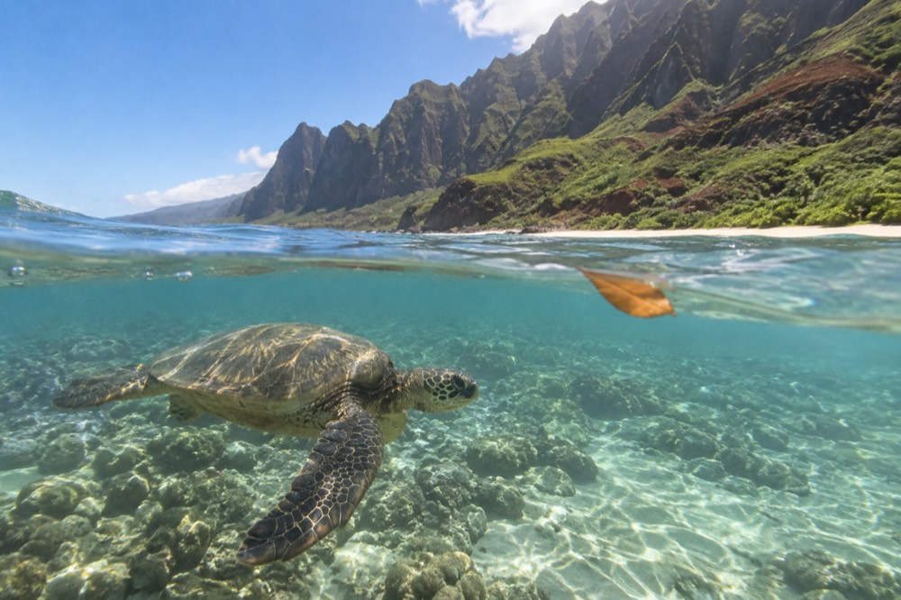A green sea turtle swimming over coral in clear sunlit water