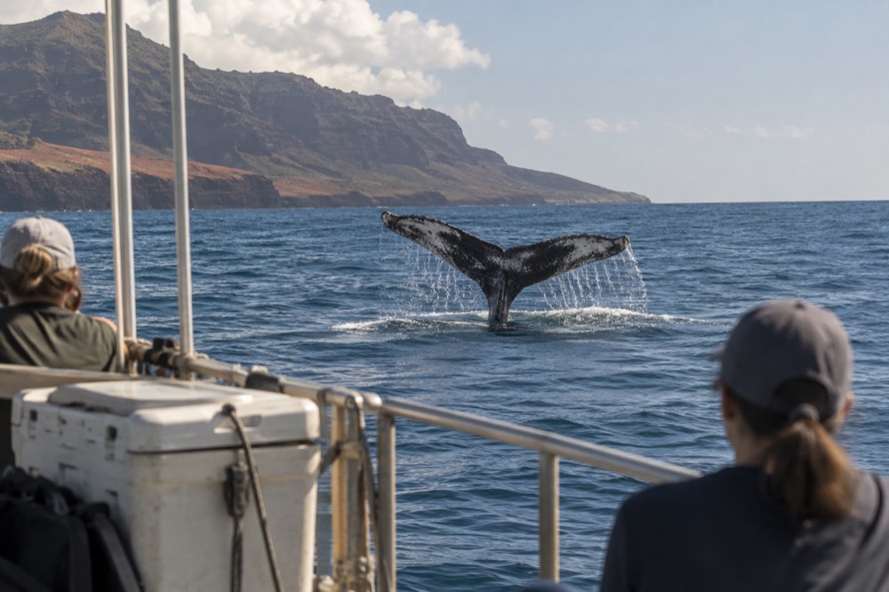 A humpback whale fluke rising above calm ocean water near Kauai
